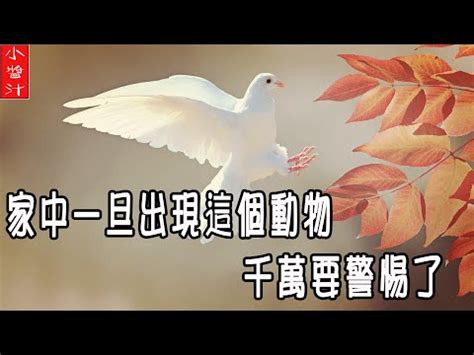 小鳥死在家裡|死鳥清除